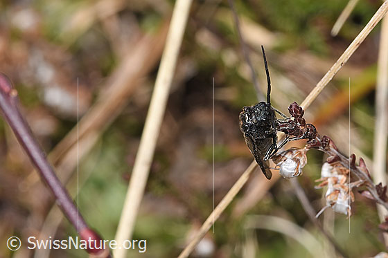 Foto: Schwarze Getreideblattwespe (Dolerus nitens) an verblühter Besenheide (Calluna vulgaris). Länge 10mm. Ansicht von vorne.