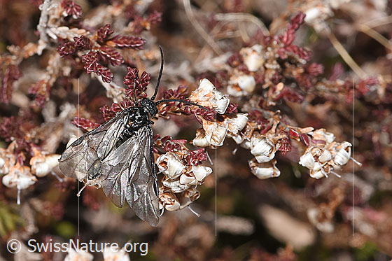 Photo: Dolerus nitens on faded Calluna vulgaris. Length 10mm. View from the front.