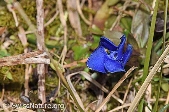 Foto: Frühlings-Enzian (Gentiana verna). Geschlossene Blüte. Ansicht von oben.