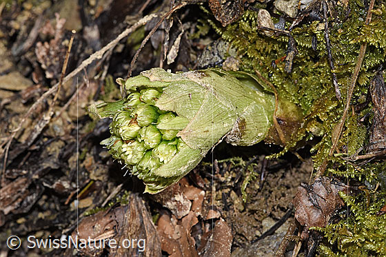 Foto: Weisse Pestwurz (Petasites albus). Ganze Pflanze (Habitus). Die Blüten sind noch geschlossen.