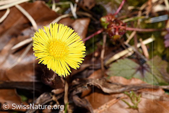 Foto: Huflattich (Tussilago farfara). Blüte.