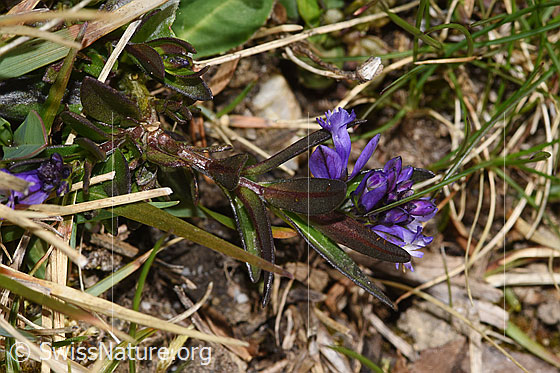 Photo: Probably Polygala vulgaris ssp. vulgaris. Whole plant (habit). Height = 2cm.