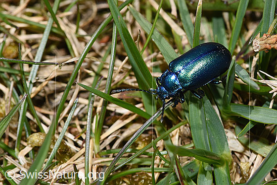 Photo: Probably Oreina cacaliae. Length 10mm. View from the side above.