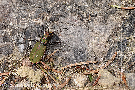 Foto: Feld-Sandlaufkäfer (Cicindela campestris). Wird auch Feldsandläufer genannt. Ansicht von hinten oben.