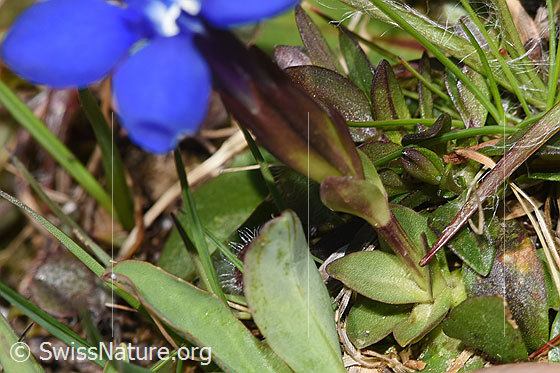 Foto: Frühlings-Enzian (Gentiana verna). Blätter und Stängel.