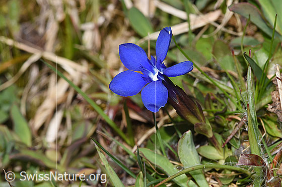 Foto: Frühlings-Enzian (Gentiana verna). Ganze Pflanze (Habitus).