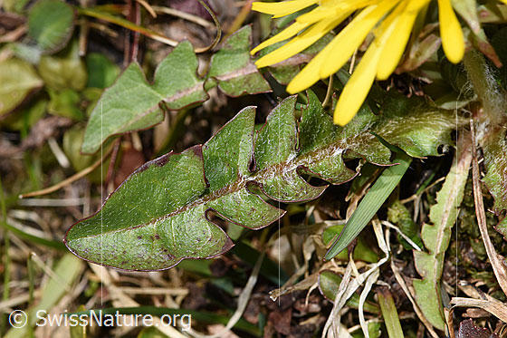 Foto: Gewöhnlicher Löwenzahn (Taraxacum officinale). Blatt. Blattoberseite.