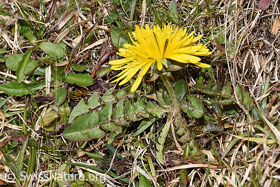 Photo: Taraxacum officinale. Whole plant (habiti).