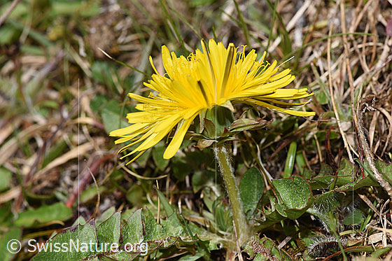 Photo: Taraxacum officinale. Blossom and stem. View from the side.