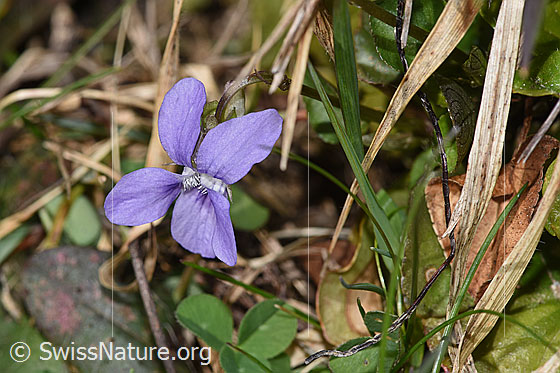 Foto: Hain-Veilchen (Viola riviniana). Blüte.