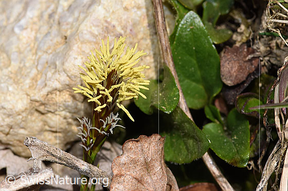 Foto: Wahrscheinlich Frühlings-Segge (Carex caryophyllea). Rispe.