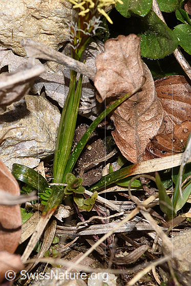 Foto: Wahrscheinlich Frühlings-Segge (Carex caryophyllea). Blätter.