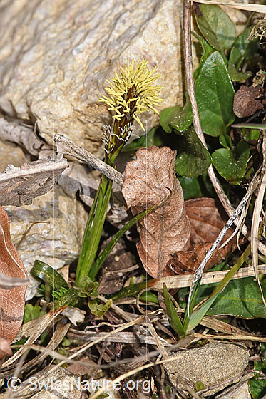 Foto: Wahrscheinlich Frühlings-Segge (Carex caryophyllea). Ganze Pflanze (Habitus). Höhe: 5cm.