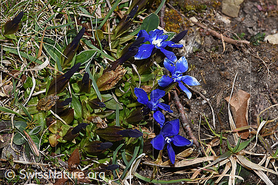 Photo: Gentiana verna. Several specimens.