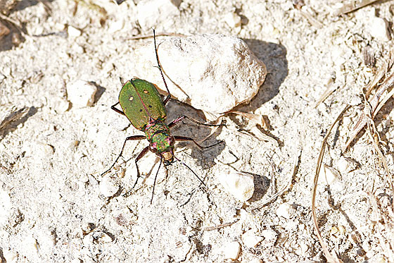 Foto: Feld-Sandlaufkäfer (Cicindela campestris). Wird auch Feldsandläufer genannt. Ansicht von vorne oben.