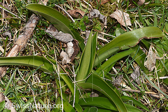 Photo: Orchis mascula. Leaves and bract. Height of the bract: 8 cm.
