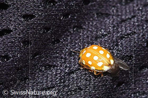 Photo: Halyzia sedecimguttata. View from side back.