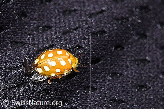 Photo: Halyzia sedecimguttata. View from the side above.