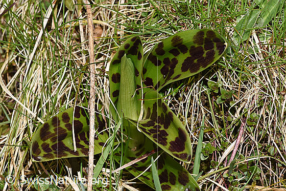 Photo: Orchis mascula. Leaves and bract. Height of bract: 7cm.