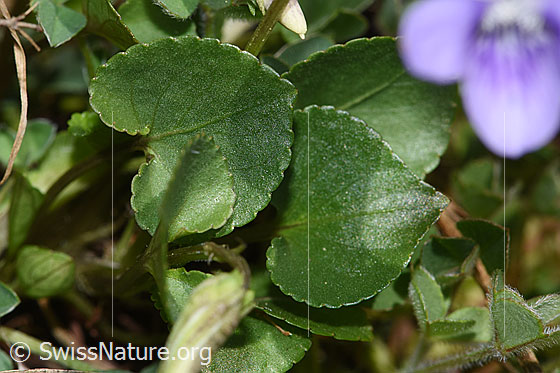 Foto: Hain-Veilchen (Viola riviniana). Blätter.