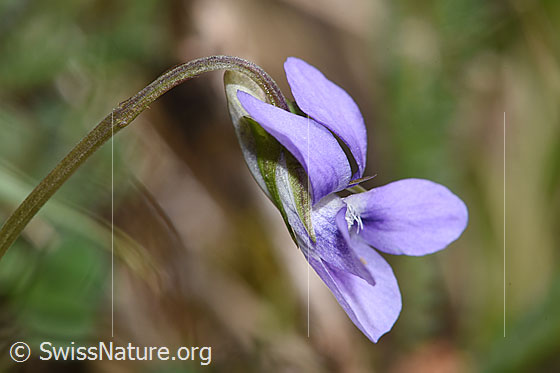 Foto: Hain-Veilchen (Viola riviniana). Blüte. Ansicht von der Seite.