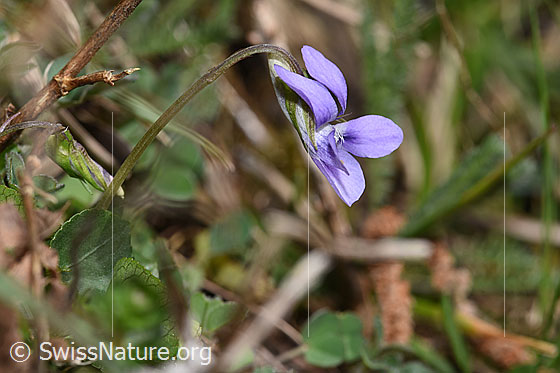 Foto: Hain-Veilchen (Viola riviniana). Blüte und Stängel. Ansicht von der Seite.