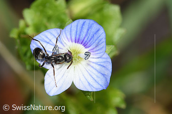Foto: Wahrscheinlich Grauschwarze Sklavenameise (Formica fusca) auf Persischem Ehrenpreis (Veronica persica). Länge 5mm. Ansicht von oben.