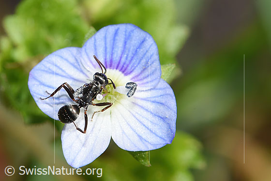 Photo: Probably Formica fusca on Veronica persica. Length 5mm. View from above.