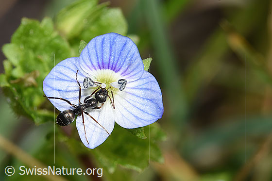 Foto: Grauschwarze Sklavenameise (Formica fusca) auf Persischer Ehrenpreis (Veronica persica). Ansicht von oben.