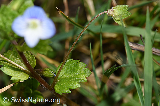 Foto: Persischer Ehrenpreis (Veronica persica). Stängel und Blatt.