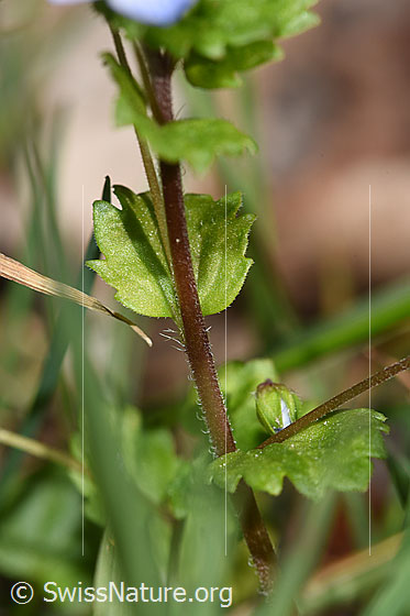 Foto: Persischer Ehrenpreis (Veronica persica). Stängel und Blätter.