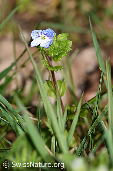Persischer Ehrenpreis (Veronica persica)