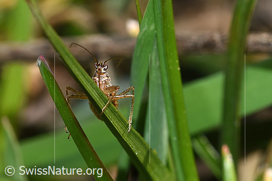 Foto: Rotbraune Sichelwanze (Nabis rugosus). Länge 6 - 7.8mm. Ansicht von unten.