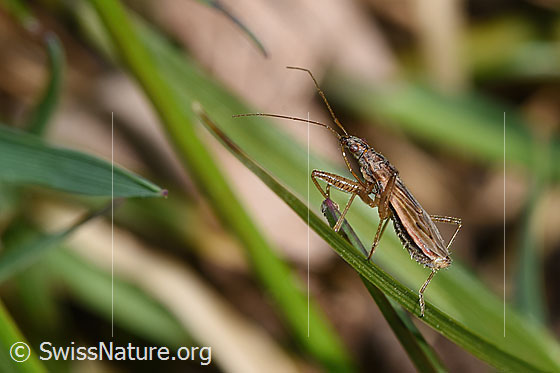 Foto: Rotbraune Sichelwanze (Nabis rugosus). Länge 6 - 7.8mm. Ansicht von der Seite.