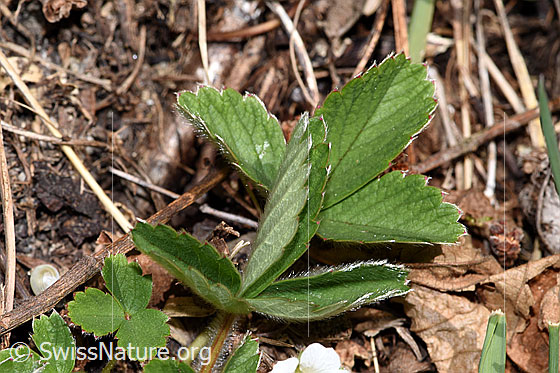 Foto: Wahrscheinlich Erdbeer-Fingerkraut (Potentilla sterilis). Blätter und Stängel.