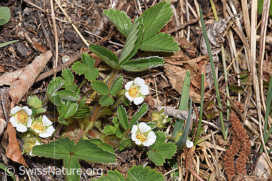 Foto: Wahrscheinlich Erdbeer-Fingerkraut (Potentilla sterilis). Ganze Pflanze (Habitus).