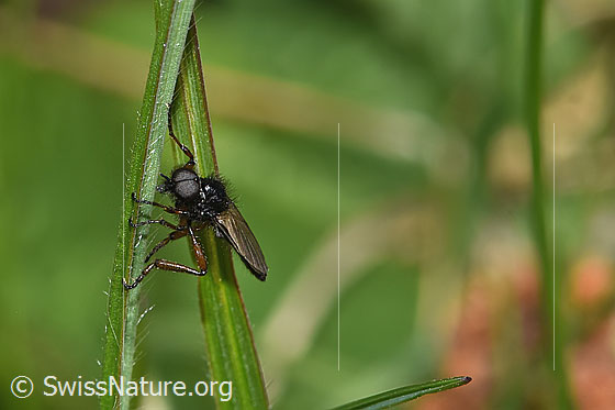 Photo: Probably Bibio johannis. Length 6 - 8mm. Male. View from side front.