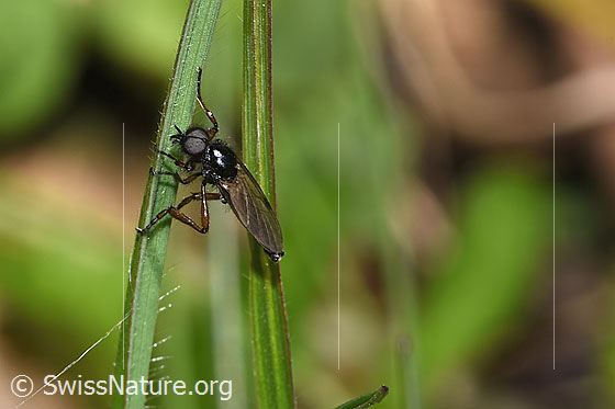 Photo: Probably Bibio johannis. Length 6 - 8mm. Male. View from the side.