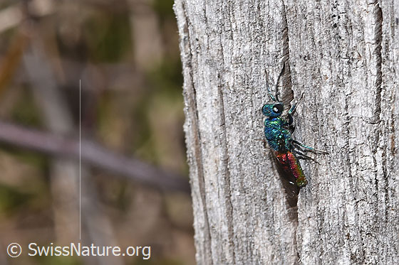 Photo: Probably Chrysis terminata. Length 6 - 10mm. Female. View from the side above.