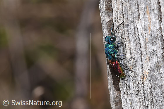 Chrysis terminata (Goldwespe)