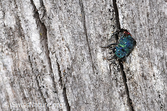 Photo: Probably Goldwespe. Length 6 - 10mm. Female. View from top front. The gold wasp crawls backwards into a hole in a wooden post that it had previously explored forwards.