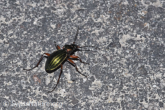 Goldglänzender Laufkäfer (Carabus auronitens)
