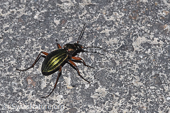 Foto: Goldglänzender Laufkäfer (Carabus auronitens). Ansicht von seitlich hinten oben.
