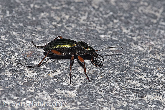 Foto: Goldglänzender Laufkäfer (Carabus auronitens). Ansicht von der Seite.