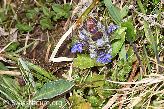Foto: Kriechender Günsel (Ajuga reptans). Ganze Pflanze (Habitus). Höhe: 4cm.