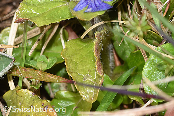 Photo: Ajuga reptans. Leaf top.