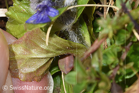 Photo: Ajuga reptans. Leaf underside.