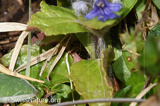 Photo: Ajuga reptans. Stem.