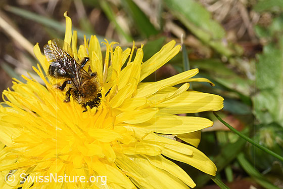 Photo: Andrena humilis on Taraxacum officinale. Length 10 - 12mm. Female. View from above.
