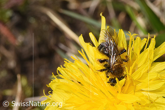 Photo: Andrena humilis on Taraxacum officinale. Length 10mm. Female. View from above.